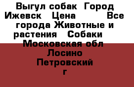 Выгул собак. Город Ижевск › Цена ­ 150 - Все города Животные и растения » Собаки   . Московская обл.,Лосино-Петровский г.